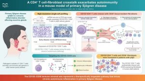 immune-cellfibroblast