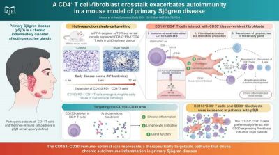 immune-cellfibroblast
