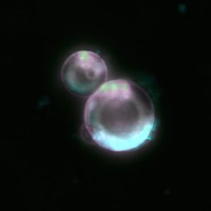_20260701_nid_spud_cells_1200