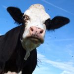 Mad-Angry-Black-Cow-1200x800