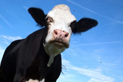 Mad-Angry-Black-Cow-1200x800