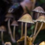 psilocybin-therapy-sho