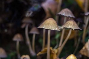 psilocybin-therapy-sho