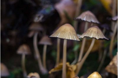 psilocybin-therapy-sho