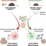 yeast-dietary-suppleme