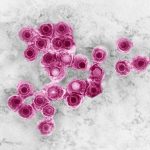 _20260805_on_virus_reactivation