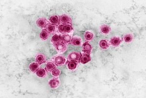 _20260805_on_virus_reactivation