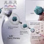 AAV_Gene_Therapy-resize-crop-720x510-1-e1787906822783