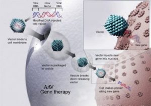 AAV_Gene_Therapy-resize-crop-720x510-1-e1787906822783