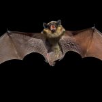 Pipistrelli-nelle-risaie-italiane-per-ridurre-i-pesticidi-e1534836932352