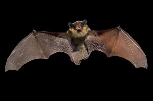 Pipistrelli-nelle-risaie-italiane-per-ridurre-i-pesticidi-e1534836932352