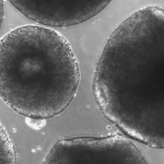 Upward-9_2-Organoid-featured-768x432