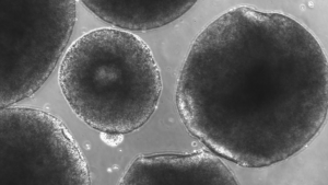 Upward-9_2-Organoid-featured-768x432