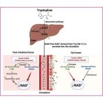 inflammation-blocks-it