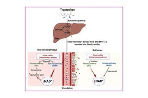 inflammation-blocks-it