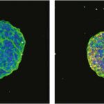 researchers-uncover-pa-1