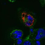 understanding-how-cell-1