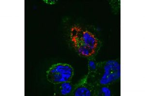 understanding-how-cell-1