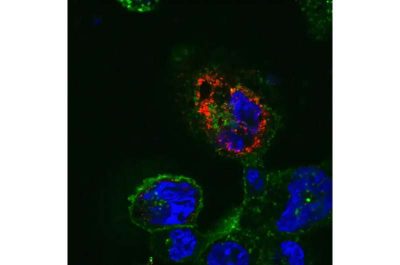 understanding-how-cell-1