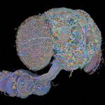 Low-Res_connectome-nervous-system