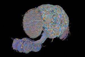 Low-Res_connectome-nervous-system