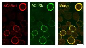 caar-t-cell-therapy-of