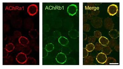 caar-t-cell-therapy-of