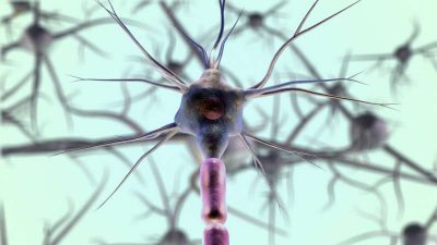 nerve