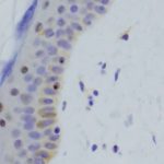 new-dna-test-finds-ans