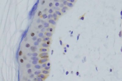 new-dna-test-finds-ans