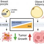 obesity-may-remove-a-n