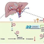 a-gut-microbe-makes-a