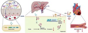 a-gut-microbe-makes-a
