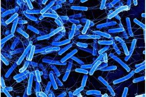 blue-stick-shaped-bact