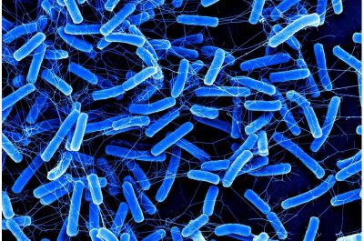 blue-stick-shaped-bact