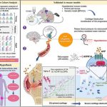 hormone-receptor-duo-r