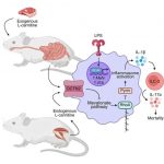 how-l-carnitine-found