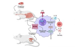 how-l-carnitine-found
