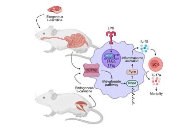 how-l-carnitine-found