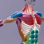 muscle-1