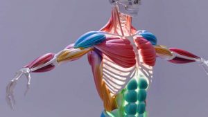 muscle-1
