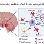 smarter-car-t-cells-co