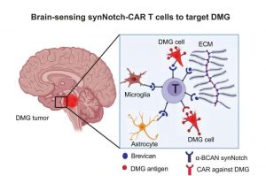 smarter-car-t-cells-co