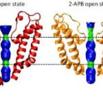 the-receptor-behind-ch