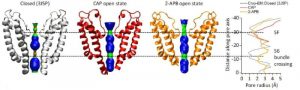 the-receptor-behind-ch