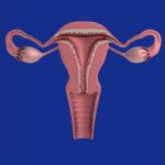 uterus (2)