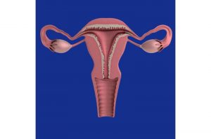 uterus (2)