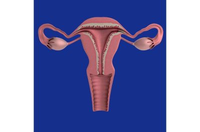 uterus (2)